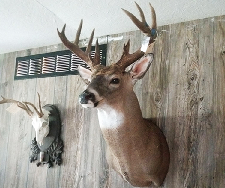 Deer Wall.jpg