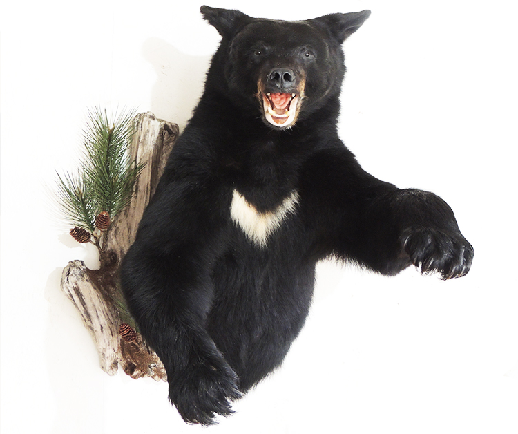 Black Bear.jpg