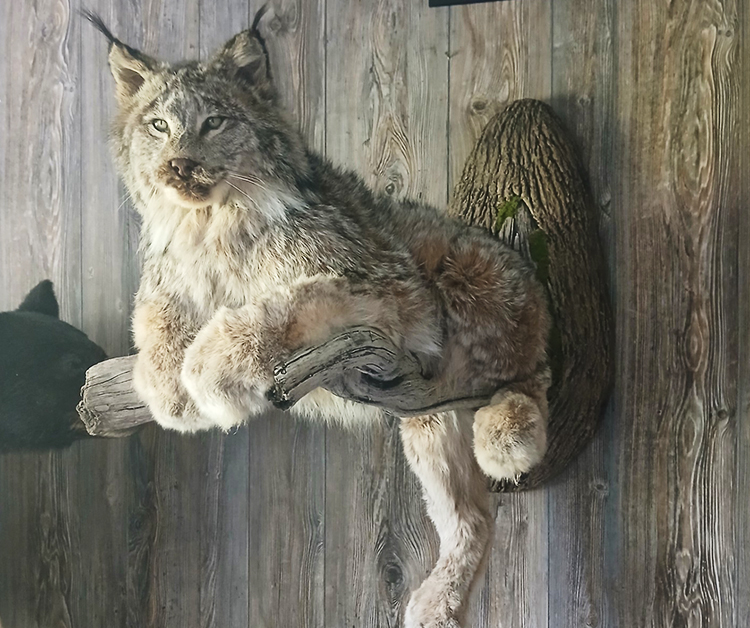 Lynx.jpg